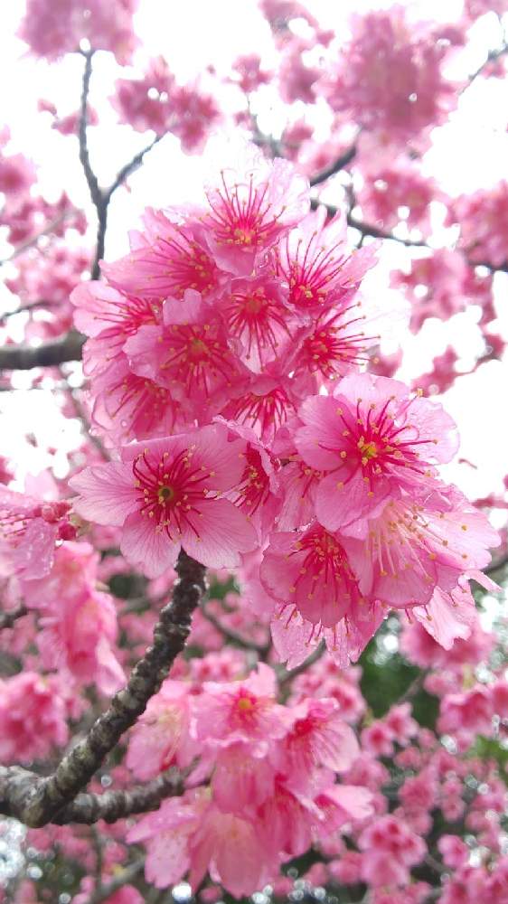 お出かけ先の画像 by あしたか彦さん | お出かけ先と寒緋桜とヤンバルと八重岳桜祭り 2021