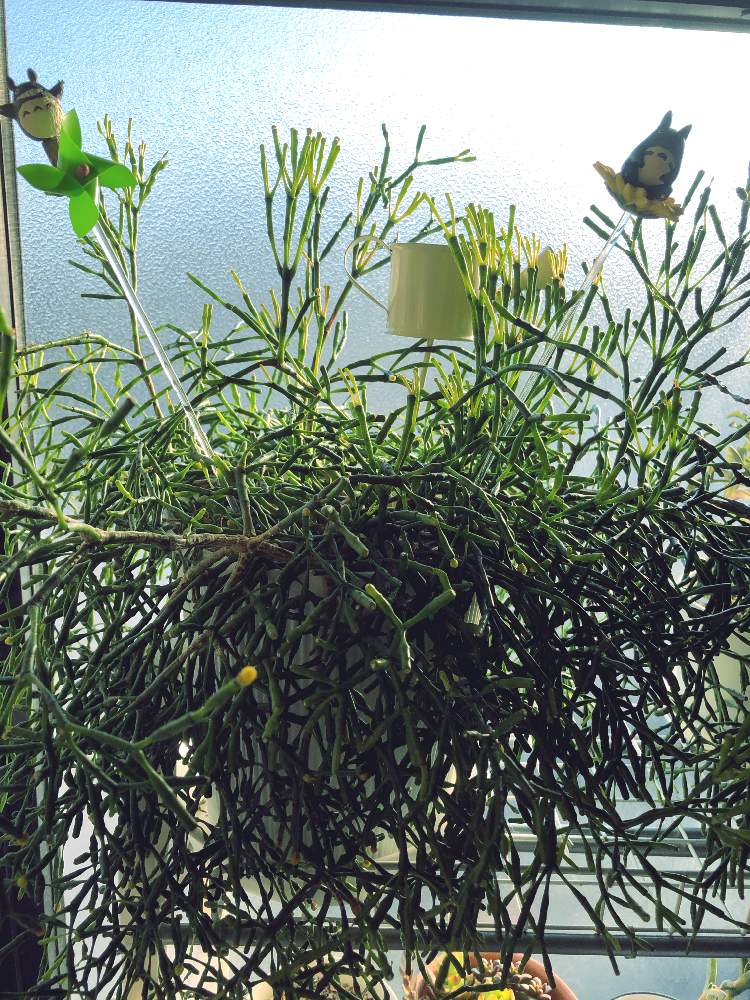 の画像 by ぽ〜め〜ままさん | リプサリスと多肉植物と皆様にありがとう♡と♡優しさに感謝♡と☆おやすみ☆と(ㅅ˘˘)♡*.+゜感謝♡とおうち園芸とダイスキ♡( 〃 ❛ᴗ❛ 〃 )♡と♡ 綺麗 ♡と✧︎iPhone8撮影✧︎とだ〜い好き⁂と諒音!頑張って!!と医療現場の人々に感謝と♡私の癒しと花のある暮らしと✩.*˚願い☆。.:*・゜と❤️ 感謝 ❤️とお願いします(>人<;)とコロナ現場医師の悲痛な叫びと♡美しい♡と寝落ち倶楽部