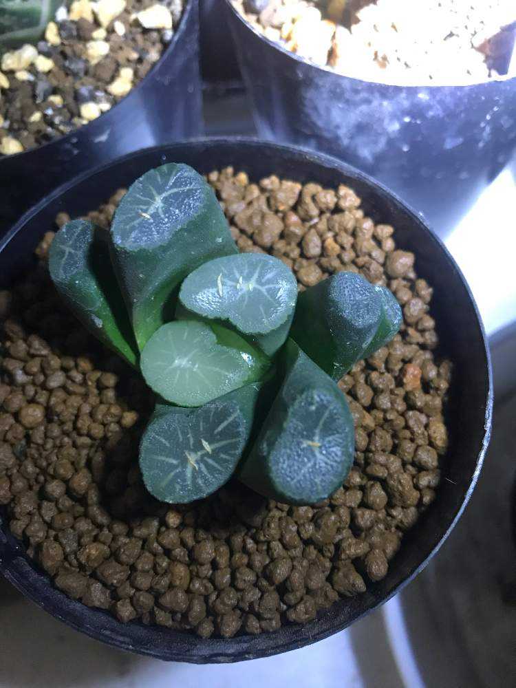 窓辺の画像 by dosaさん | 窓辺と巨大丸窓?と多肉植物とハオルチア属とおうち園芸とHaworthia:ハオルチア/ハオルシアとハオルシア属 と サボテンとツルボラン科とHaworthia