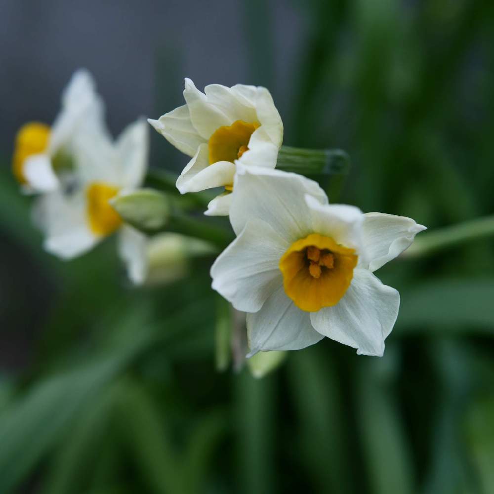 小さな庭の画像 by 由美子さん | 小さな庭とスイセンと日本水仙とゆみさんちの庭あそびとLUMIX gf7とF3.5とパナライカ25mmとおうち園芸とミラーレス一眼と由美子・水仙♡