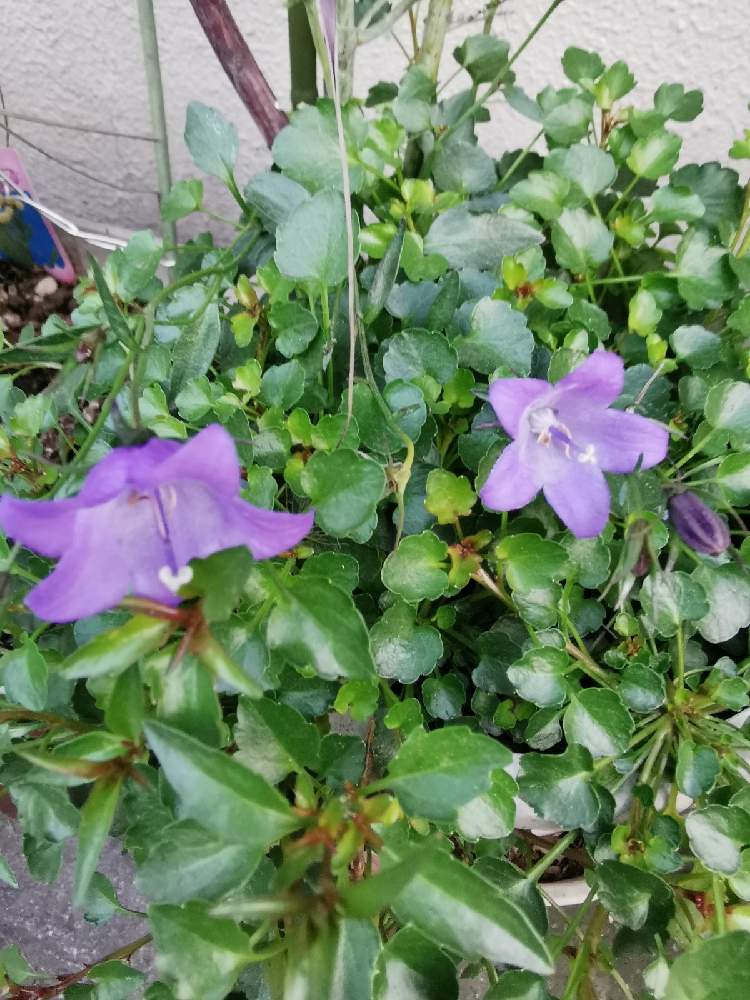 お出かけ先の画像 by リリーさん | お出かけ先とベルフラワーと癒やされると優しい花と紫色の花と爽やかと花のある暮らしと冬の街