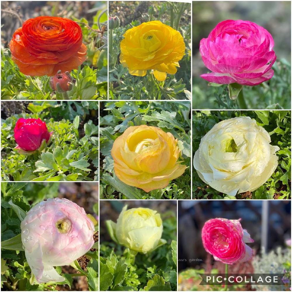 小さな庭の画像 by miccoஐ♡さん | 小さな庭とラナンキュラスと緑ある暮らしとお花大好き♡とマイガーデンと心ほっこりと庭づくりと❇︎ラナンキュラスと鉢植えとグリーン大好きとガーデニングと花のある暮らしとGS皆様ありがとうとお花とグリーンある暮らしとラナンキュラス会といやし♪と地植えと日本を元気に♡