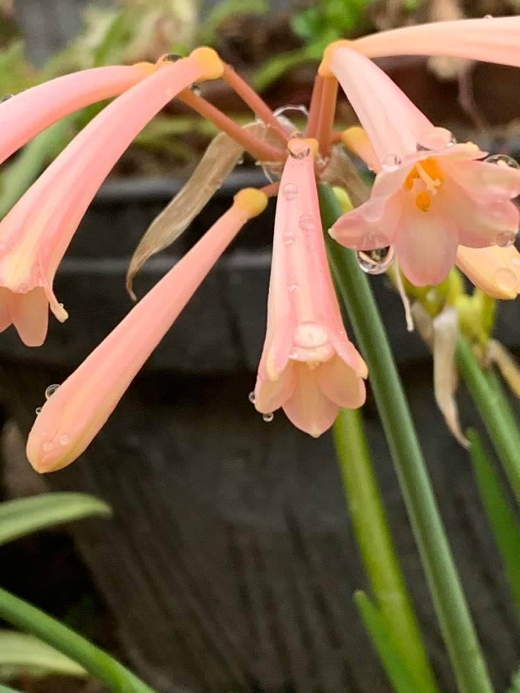 小さな庭の画像 by かずさん | 小さな庭と笛吹水仙 キルタンサスと素敵な薔薇のある暮らしとロザリアン★*と癒しとおうち園芸と鉢植え✨とお花大好き✨と花のある暮らし