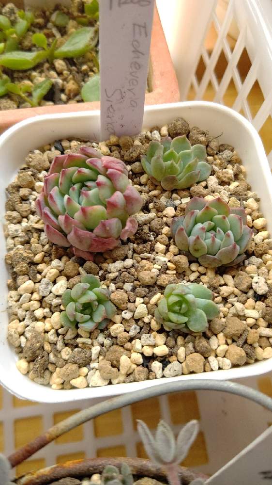 窓辺の画像 by ひーさん | 窓辺とシエラと多肉植物と株分けとわが家の多肉スペースとGS映えとGS日和とおうち園芸と植中毒と今日の一枚と多肉女子とタニラーと成長記録とナチュラルスタイル