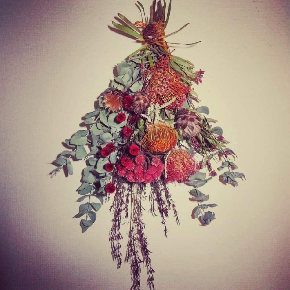 部屋の画像 by さいたまつぼみさん | 部屋とユーカリとメラレウカ レッドジェムとクリスマスブッシュとピンクッションとリューカデンドロン プルモサスとスターリンジアとレッドブルニアとバンクシア ドライアンドラとリューカデンドロン ブラッシュパールと埼玉万歳と花いっぱいプロジェクトとつぼみのドライと赤い花と埼玉県