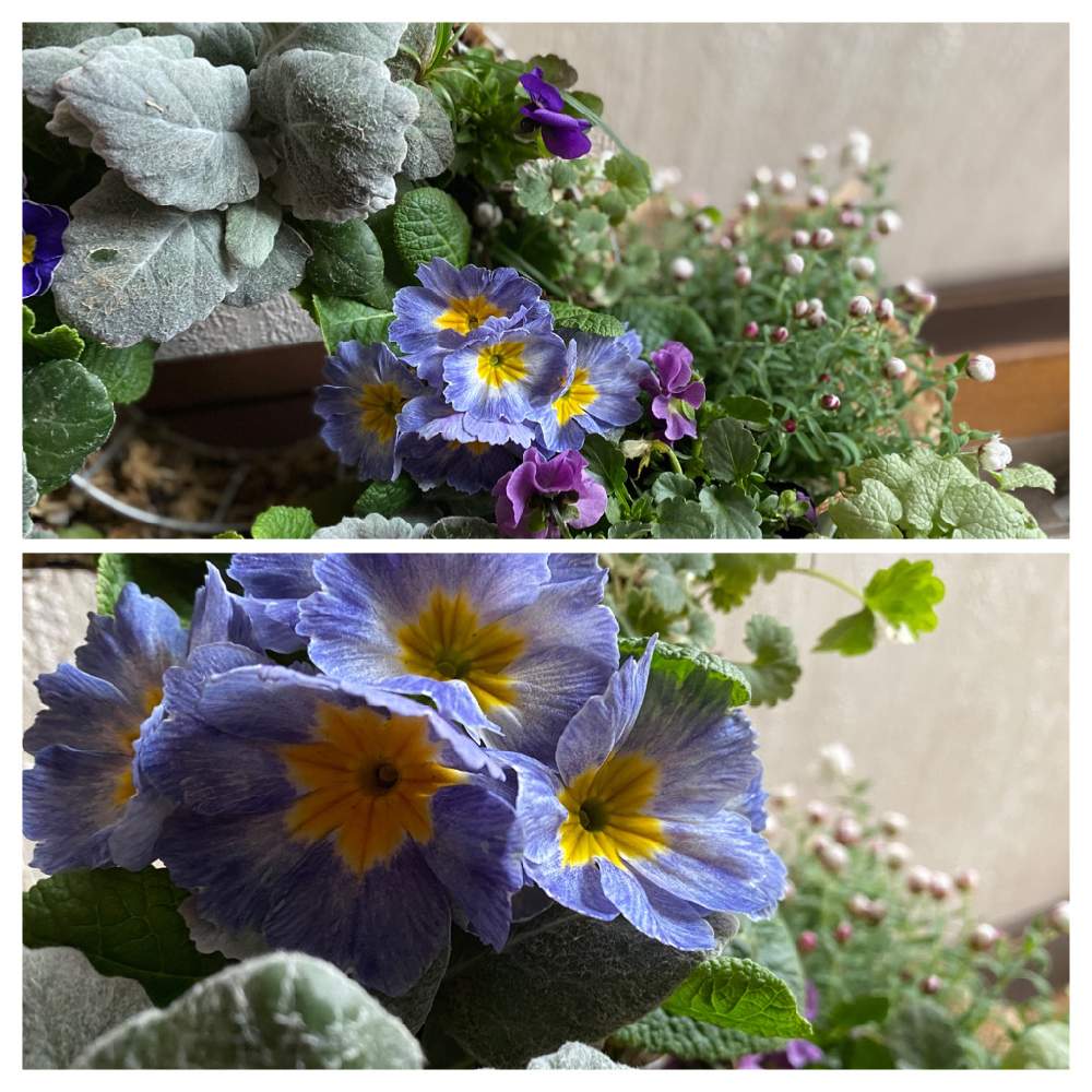 玄関の画像 by あこさん | 玄関と寄せ植えとリングバスケットと シロタエギクと花のある暮らしとグレコマ♪とプリムラジュリアン♡