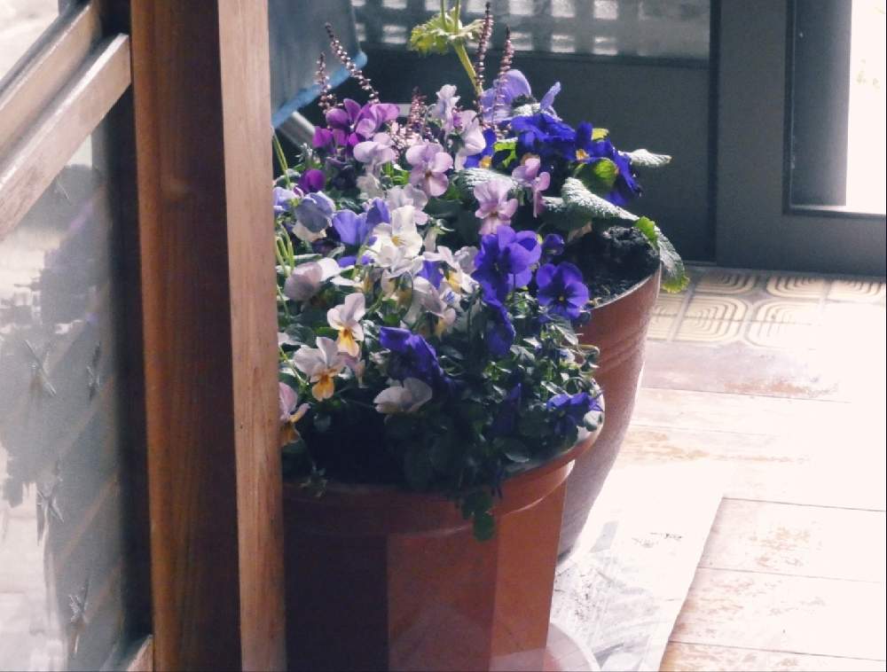 玄関の画像 by Hirochan* flowersさん | 玄関と寒さに負けないとGSの皆さまに感謝♡と寄せ植えとお外は寒いよ❄️とプリムラポリアンサ*とお花好きの人と繋がりたいと植木鉢