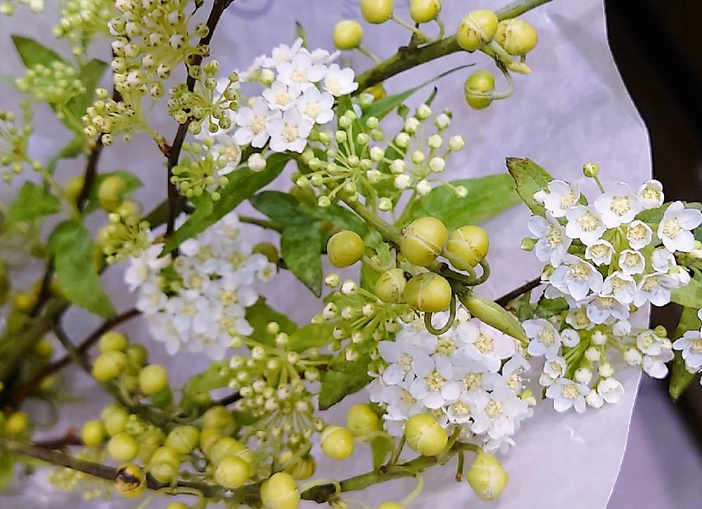 部屋の画像 by misaoiさん | 部屋と花のある暮らし