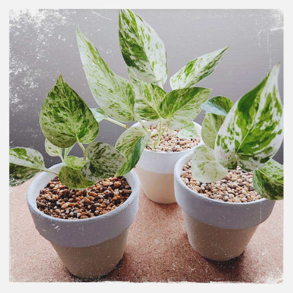 部屋の画像 by HIDEさん | 部屋とポトスマーブルと観葉植物とおうち園芸とお気に入りの器や花瓶と植物