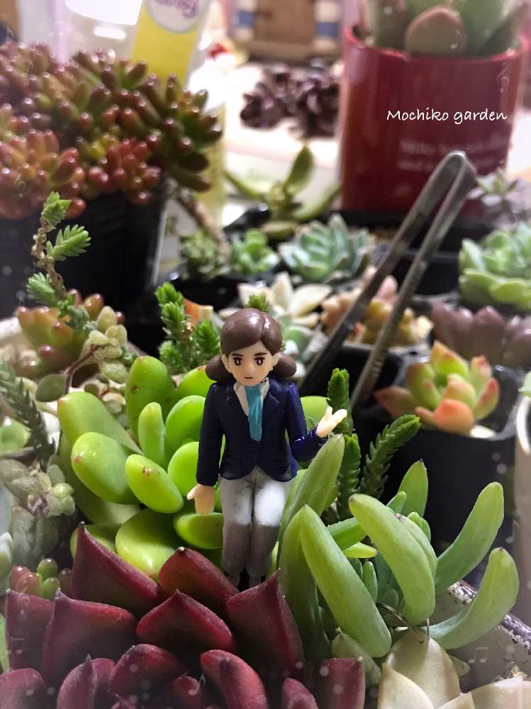 部屋の画像 by さくら餅子さん | 部屋と多肉植物いろいろとフチ子とGSミニモニ。とお部屋と多肉植物とバラと夢CLUBと多肉ラボ©とたにおたくらぶ