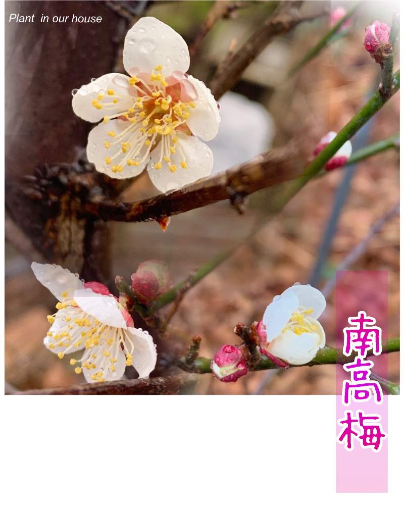 の画像 by kane flowerさん | 南高梅と家庭菜園と埼玉県と今朝と中ぐらいの庭