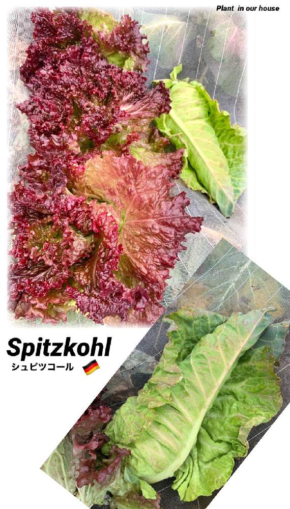 畑の画像 by kane flowerさん | 畑とサニーレタスとシュピッツコールと借畑と家庭菜園と埼玉県と自家製野菜と無農薬有機栽培と無農薬 無化学肥料栽培とK.F家庭菜園と2021 K.F 家庭菜園と今朝