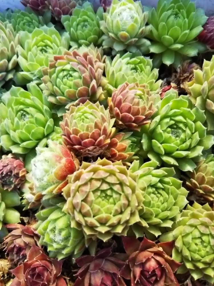 車庫の画像 by はははさん | 車庫と多肉屋敷と多肉植物と観葉植物とsempervivumと センペルビウムとセンペルビヴム属とセンペルビウム☆とセンペルビウム属とコサニーニ・とおうち園芸と紅葉多肉とセンペルビブムと群生派