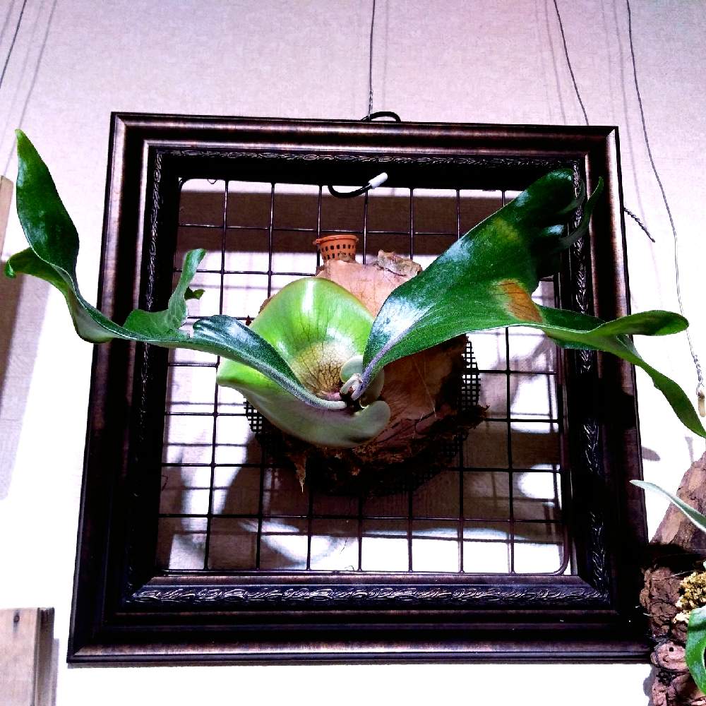 部屋の画像 by まりみさん | 部屋と着生植物と コウモリラン とビカクシダ・ヒリーと ビカクシダとおうち園芸と植中毒とヒリーとお部屋ジャングル化計画