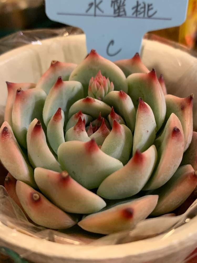 お出かけ先の画像 by よ〜りん♡さん | お出かけ先と水蜜桃Cタイプと多肉植物とCOCO ET NICOさんとおうち園芸と多肉好き♡と多肉寄せ植えと多肉狩り