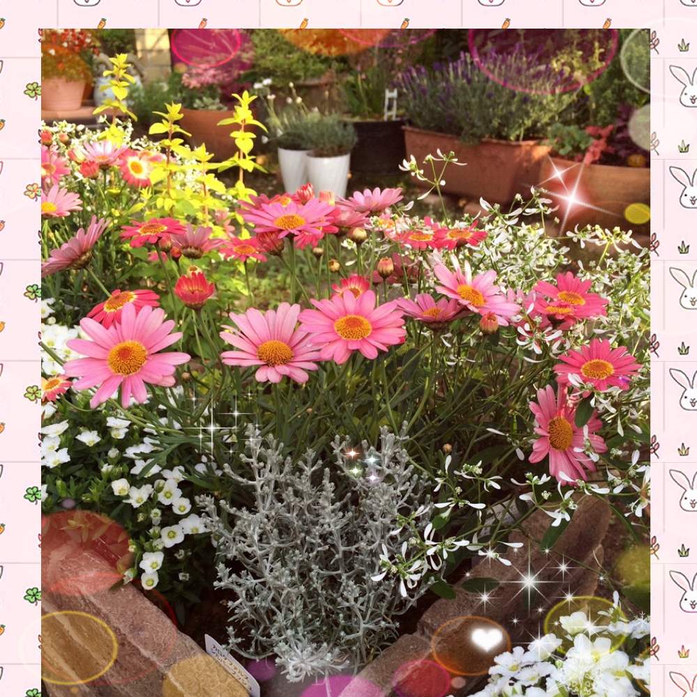 小さな庭の画像 by n i eさん | 小さな庭とお花に感謝と楽しくhappyにと元気パワーと植物は凄い‼️と笑顔で元気いっぱいにとマーガレットの寄せ植えと❤️可愛い