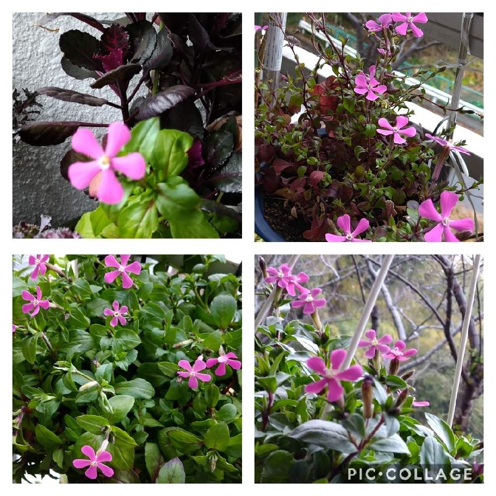 バルコニー/ベランダの画像 by チビさん | バルコニー/ベランダとお気に入りと花のある暮らしとおうち園芸