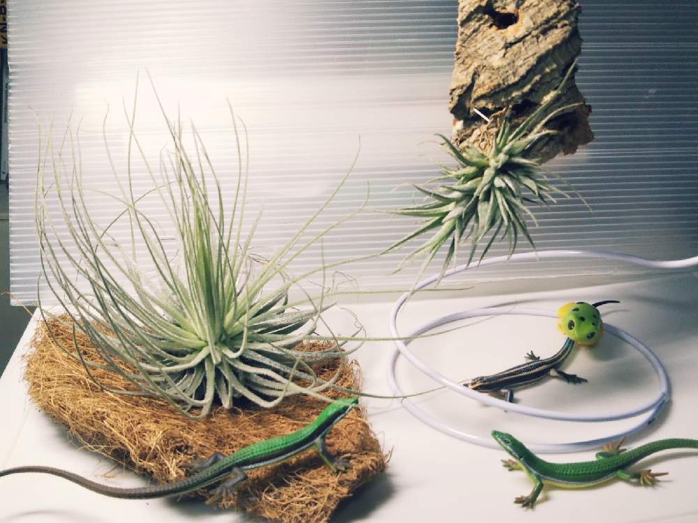 部屋の画像 by KELO-GUさん | 部屋と着生植物とチランジア エーレルシアナと観葉植物と植物のある暮らしとGS映えとひやみかち首里城!とおうち園芸と植中毒とエアプランツ マグヌシアーナと珍奇植物と植物に男前なんてないとエアープランツ/チランジア