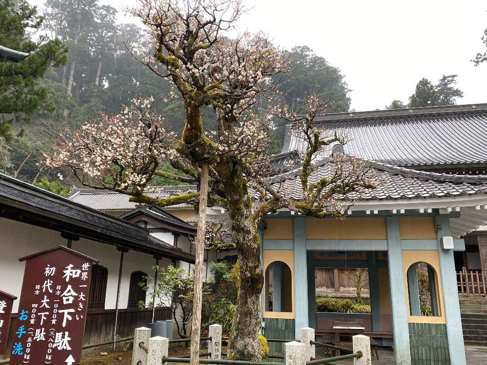 お出かけ先の画像 by kokoroさん | お出かけ先と梅の花と神社仏閣と季節を楽しむと季節の中で。と静寂とiPhone撮影