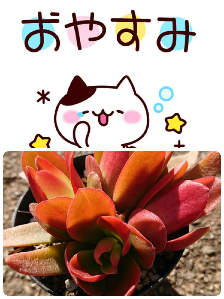 畑の画像 by 苺さん | 畑と火祭りの栽培とプランターとクラッスラ属と多肉植物の栽培とおうち園芸とクラッスラ属火祭りとプランター植え
