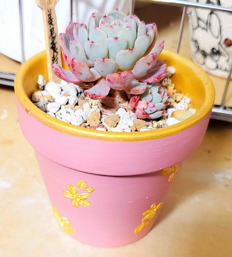 の画像 by mimi29K∧N∧さん | 多肉植物とリメ缶とリメイクと多肉植物が好きな人と繋がりたいとタニ友募集とリメ鉢とエケベリア属とリメイク缶と多肉鉢植え苗ケース希望とリメイク鉢