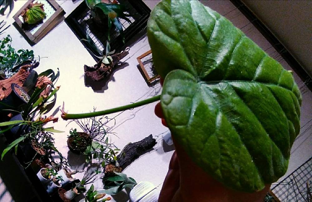 部屋の画像 by まりみさん | 部屋と水挿しとおうち園芸と植中毒と ウンベラータとお部屋ジャングル化計画