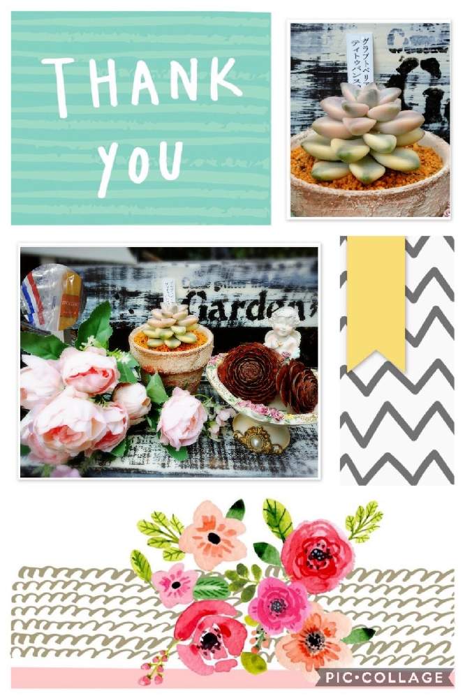 小さな庭の画像 by マリモ.:*ฺ✤ฺさん | 小さな庭と多肉植物とかおりんさんの素敵便と繋がりに感謝とかおりんさんありがとう♡と多肉大好きとありがとう♡と毎月24日は錦の日と毎日を特別にとおきにいり ♡とHappy Lifeと晴れの国タニラーGPと多肉女子とotanico.さんありがとうと小さな幸せ♡と繋がりに感謝✨と錦の日と多肉多肉多肉