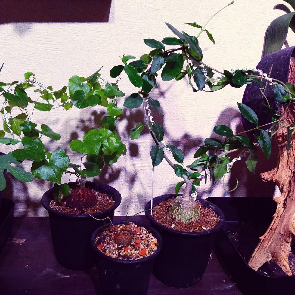 部屋の画像 by まりみさん | 部屋とハート仕立てとおうち園芸と植中毒とシゾバシス属とお部屋ジャングル化計画と火星人 フォッケアと亀甲竜。