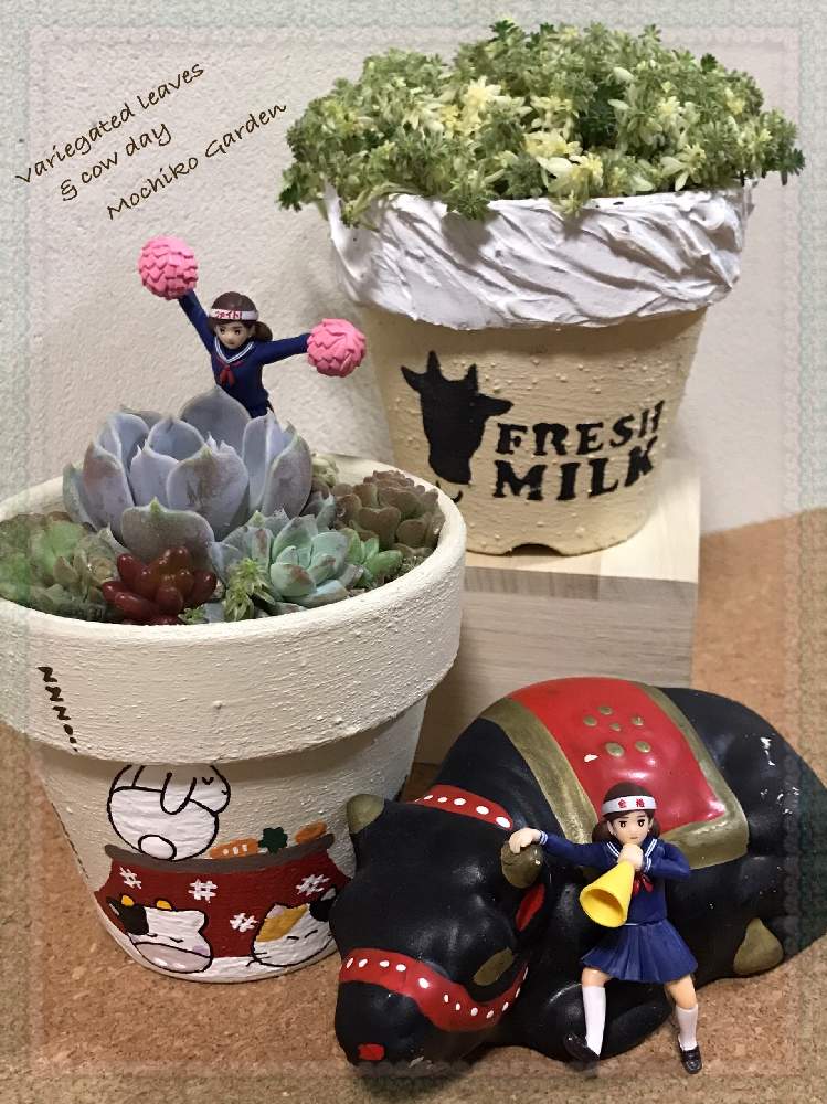 部屋の画像 by さくら餅子さん | 部屋と多肉植物 寄せ植えとミルクゥージとスノーバニーとフチ子と錦の日と牛の日とHTCとキュンキュン乙女倶楽部とGSミニモニ。とお部屋と多肉植物とバラと夢CLUBと多肉ラボ©とたにおたくらぶと餅子の多肉寄せ植えと餅子のミルクゥージと餅子のスノーバニーとリメ鉢