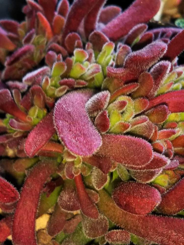 棚の画像 by はははさん | 棚と多肉屋敷とブベッセンス・と多肉植物と観葉植物とクラッスラ属とおうち園芸とグラッスラ ブベッセンスと紅葉多肉とクラッスラと群生派