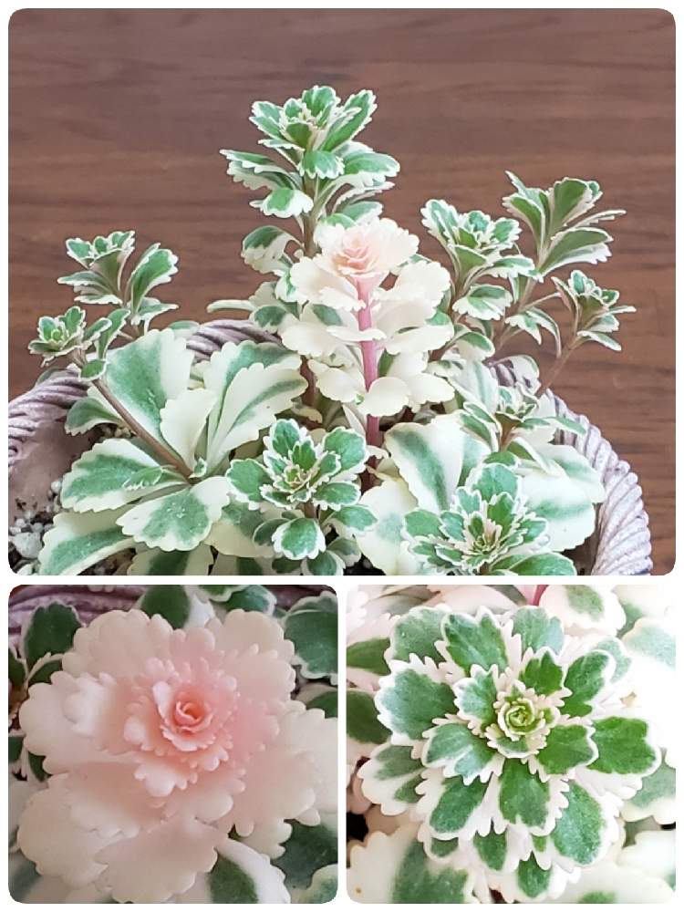 部屋の画像 by なつ子さん | 部屋とアトランティスと多肉植物と医療・介護の皆様に感謝とひやみかち首里城!とおうち園芸とバラと夢CLUBとGSアダルトチームとたにおたくらぶと錦の日