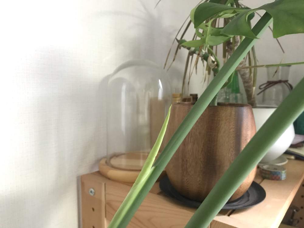 インテリアの画像 by めめさん | インテリアとモンステラとみどりのある暮らしと観葉植物と植物のある暮らしとグリーンのある暮らしと緑のある暮らしとナチュラルインテリアと新芽と成長記録