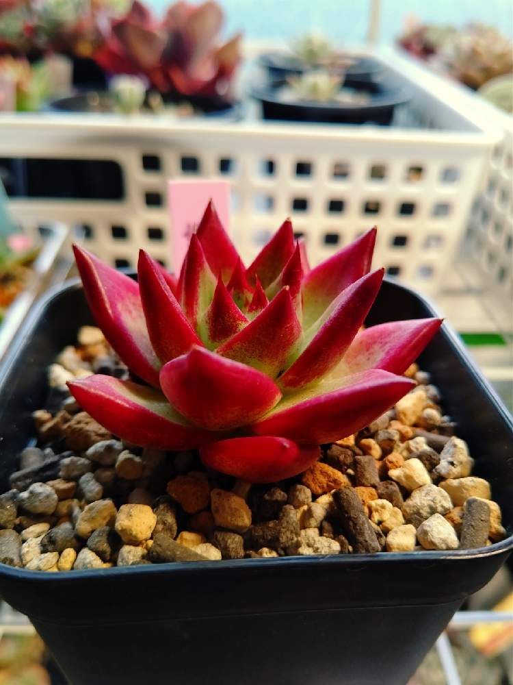 和室の画像 by あまよしさん | 和室と紅檀と多肉植物とタニパトと極寒多肉部屋とズボラ多肉と多肉植物が好きな人と繋がりたいと多肉植物のある暮らしとおうち園芸と冬支度とエケベリア属と多肉植物とサボテンと和室多肉と植物栽培用ライト