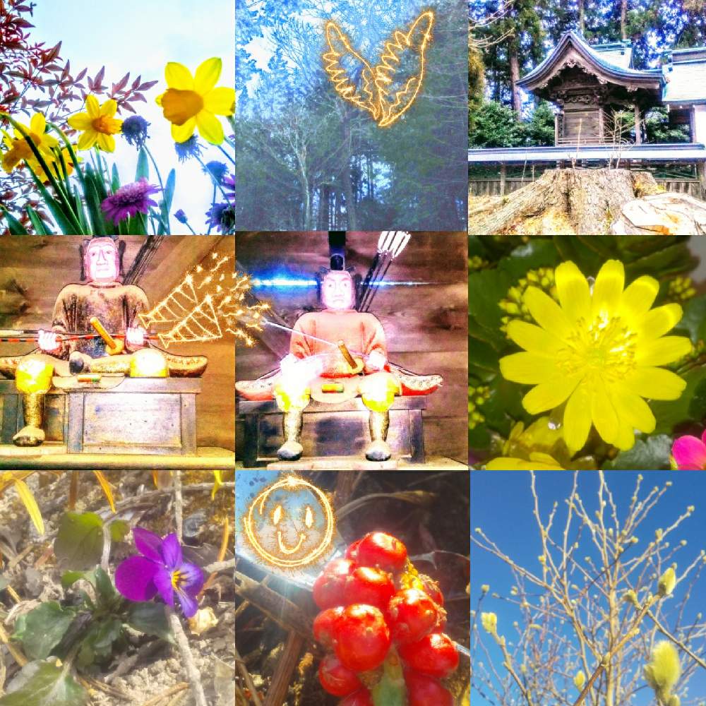 お出かけ先の画像 by TOTOROGAOさん | お出かけ先とスイセンとビオラと建部神社の 森とgiveの 誠心✨と#お花好き✨と花と緑のある暮らしと野あざみと私に、出来る ささやかな 想いと絆☆紡ぐ!と#山梨地元散策と自然と 共にと# スマホ写真と雲仲間と# 私の 好きな 花 ☆とおうち園芸と八ヶ岳への 道のり✨と# 山野草と#花のある暮らしと大きな木とガーデニングと散歩で見つけた素敵✨と#写真好きと#花友