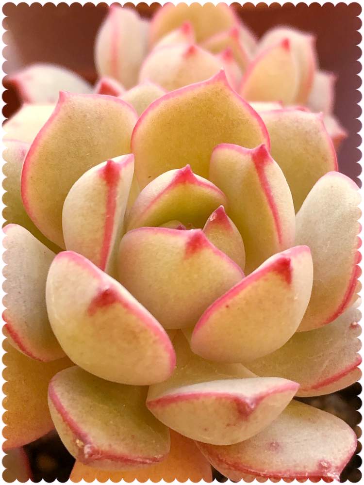 の画像 by ぽ〜め〜ままさん | デレンオリバーと多肉植物と皆様にありがとう♡と♡優しさに感謝♡とがんに負けるな!と紅葉する多肉と(ㅅ˘˘)♡*.+゜感謝♡とおうち園芸とダイスキ♡( 〃 ❛ᴗ❛ 〃 )♡と♡ 綺麗 ♡と✧︎iPhone8撮影✧︎とだ〜い好き⁂と諒音!頑張って!!と医療現場の人々に感謝と♡私の癒しと花のある暮らしと✩.*˚願い☆。.:*・゜と❤️ 感謝 ❤️とお願いします(>人<;)とコロナ現場医師の悲痛な叫びと♡美しい♡