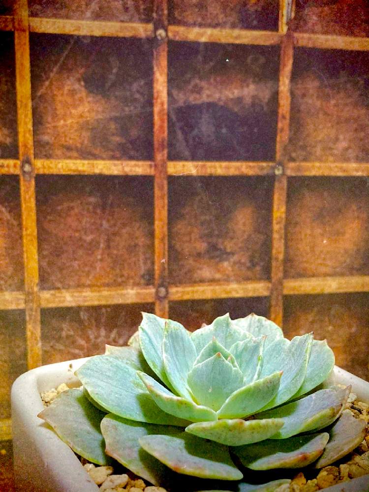 エントランスの画像 by まなさん | エントランスと休日と多肉のある暮らしとお部屋と多肉植物と緑のある暮らしとエケベリア属とシルバークイーン錦。と繋がりに感謝✨と錦の日と多肉初心者