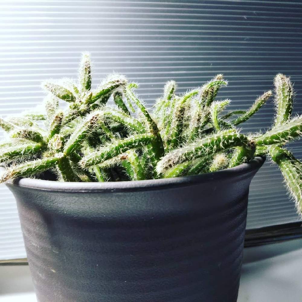部屋の画像 by KELO-GUさん | 部屋と多肉植物と着生植物と観葉植物と植物のある暮らしとGS映えと森林性サボテンとひやみかち首里城!とおうち園芸と植中毒とリプサリス属と珍奇植物と植物に男前なんてないとリプサリスSP
