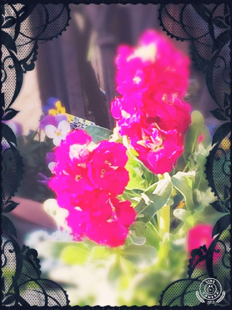 の画像 by アラモアナღ .:*** さん | 八重咲きストックといつもありがとう♡と美人さんとGSでのご縁に感謝してとシックな色合いと花のある暮らしと優しい気持ちとGS植物うちなーぐち会