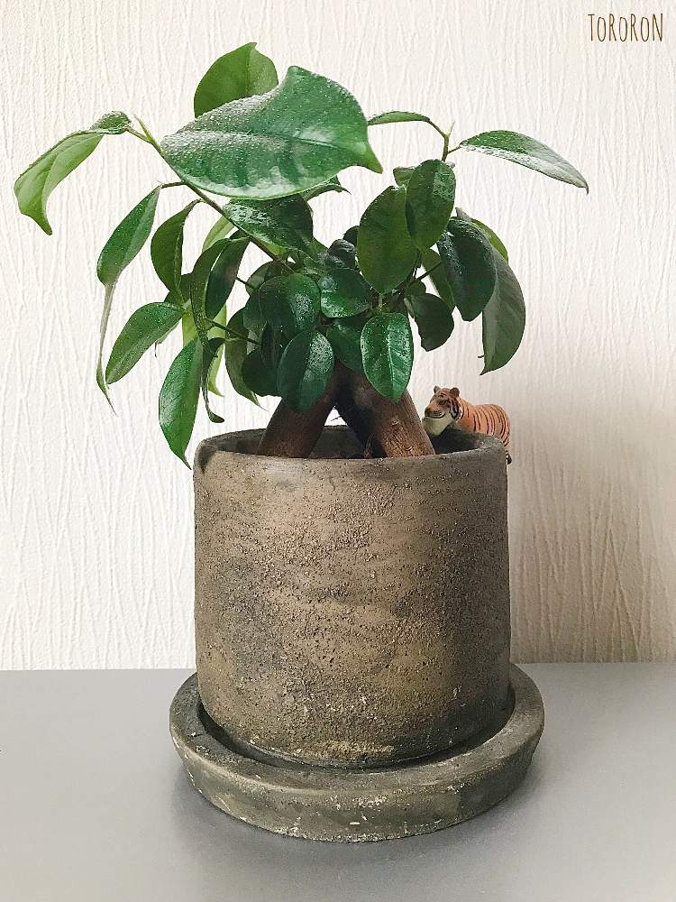 部屋の画像 by とろろんさん | 部屋とガジュマルと観葉植物とガジュマル 記録 byとろろん
