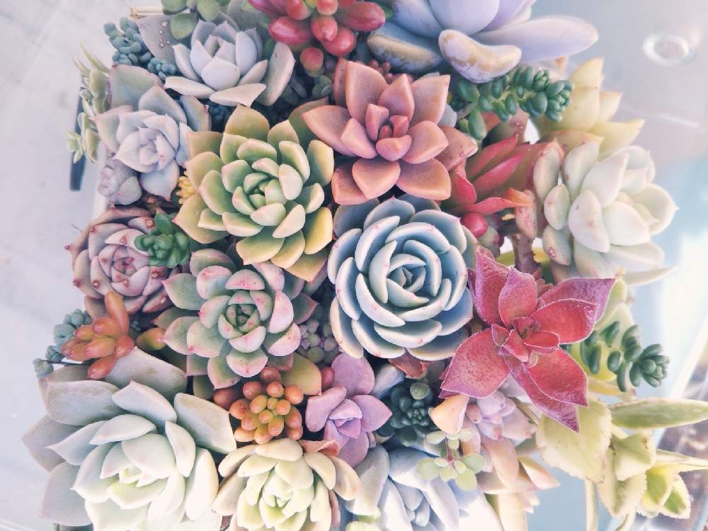 バルコニー/ベランダの画像 by my gardenさん | バルコニー/ベランダとGS映えと多肉寄植え♡と多肉植物寄せ植えと多摩地域と美しいとエケベリア属と多肉女子と多肉植物の寄せ植え♡と多肉植物紅葉と多肉寄せ植え