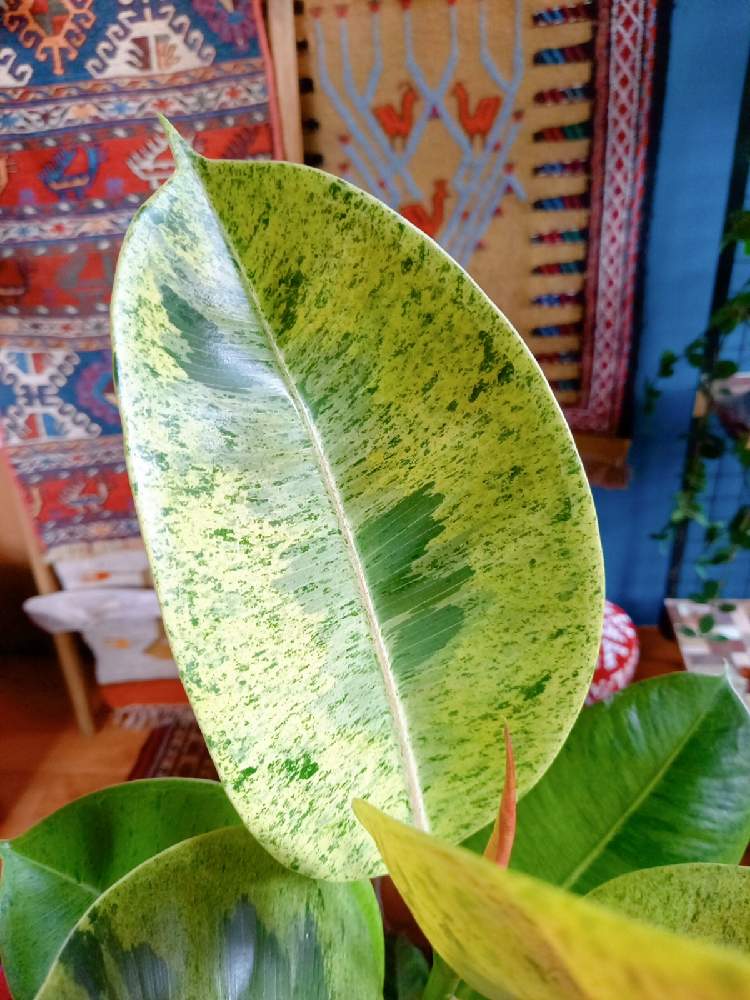 インテリアの画像 by ミムラさん | インテリアとフィカス・ジンとインドアグリーンとみどりのある暮らしと観葉植物とボタニカルライフと植物とインテリアとインテリアと植物と緑のある暮らしとフィカス属