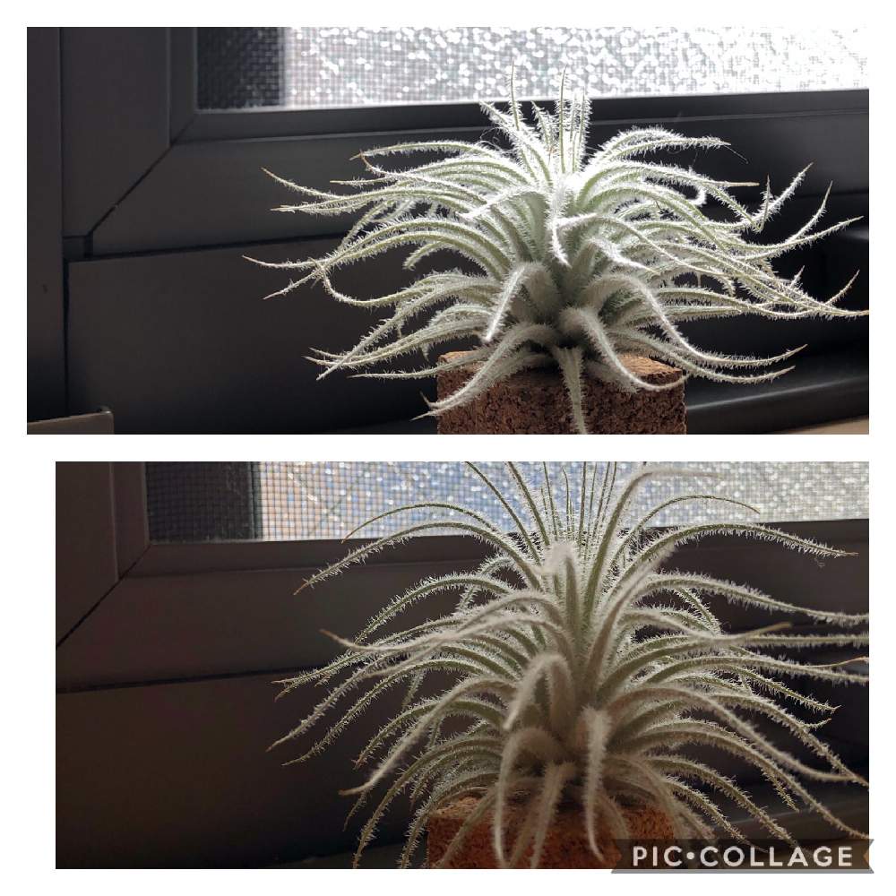 棚の画像 by りーさん | 棚とテクトラムとティランジア・テクトラムとブロメリアと着生植物とコルクとティランジア属