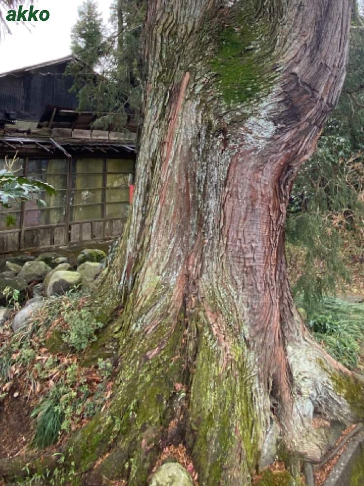 お出かけ先の画像 by ひみつのアッコちゃんさん | お出かけ先と苔むした糸檜葉と大きな木と美しい自然