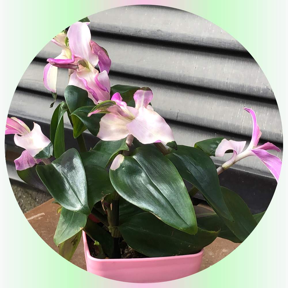 窓辺の画像 by ichiさん | 窓辺と斑入り観葉植物とツユクサ科 〜と花のある暮らしと斑入り葉とトラディスカンチア(胡蝶蘭の舞)