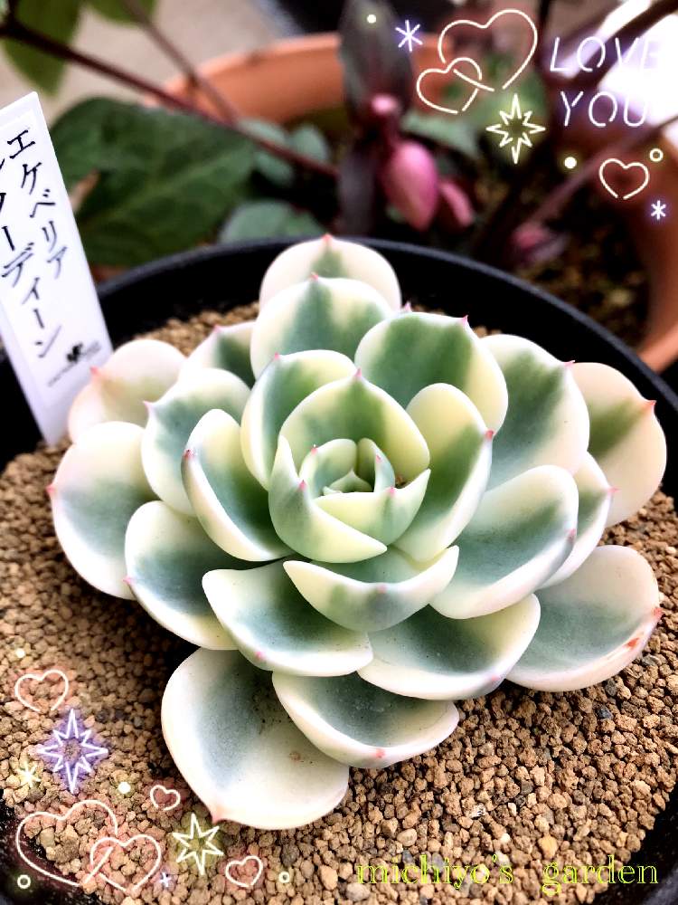 バルコニー/ベランダの画像 by Michiyoさん | バルコニー/ベランダとルノーディーンと多肉植物と植物のある暮らしといつもありがとう♡と美しい♡とおうち園芸とthe Farm UNIVERSAL 千葉と皆さんに感謝とパトロールとエケベリア属と多肉大好き(*´︶`*)❤︎と憧れと錦の日