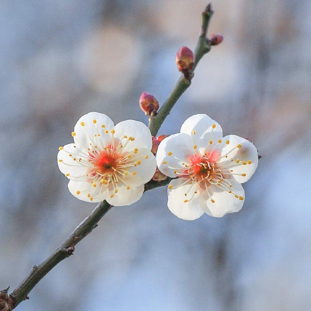 お出かけ先の画像 by あつぼんさん | お出かけ先とウメと白い花と紅白と 梅の花と迎春