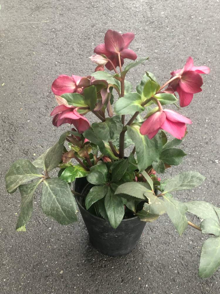 エントランスの画像 by ひこうき雲さん | エントランスと クリスマスローズと氷の薔薇 〜とクリスマスローズ 氷の薔薇