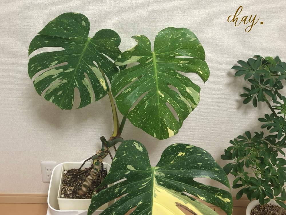 寝室の画像 by chayさん | 寝室とグリーンインテリアと 斑入りモンステラと斑入りマニアとグリーンマニア