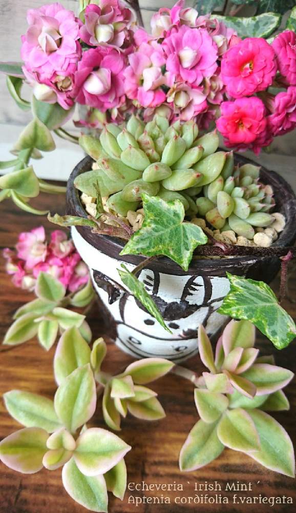 部屋の画像 by シエラさん | 部屋と観葉植物とベビーサンローズ❤︎と多肉大好きと緑のある暮らしと☆カランコエと花のある暮らしと牛の日と錦の日とアイリッシュ ミント