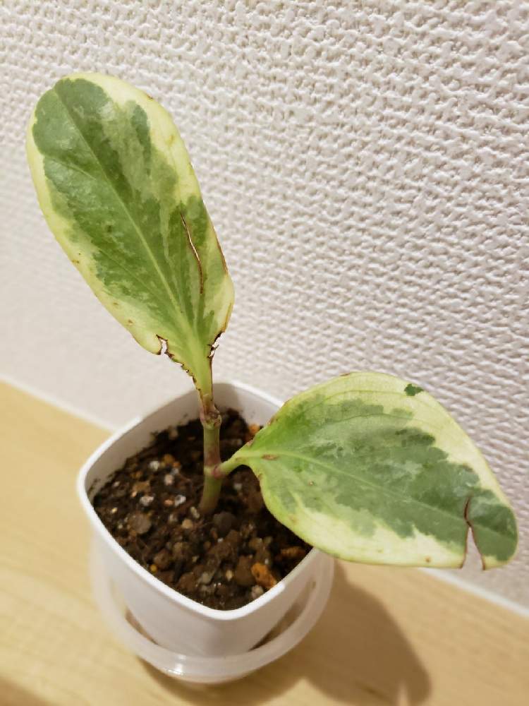 の画像 by SAMIさん | ペペロミアと観葉植物と100均とペペロミア属と斑入り。と錦の日とダイソー産